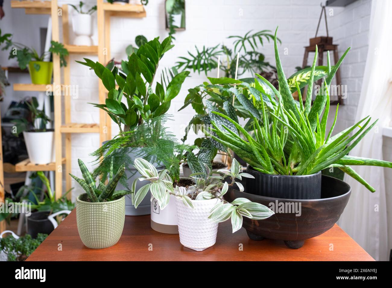 Groupe de plantes d'intérieur populaires sur la table à l'intérieur : Calathea, aloès, diffenbachia, sansevieria, ficus. Culture de plantes d'intérieur et soin de l'indoo Banque D'Images