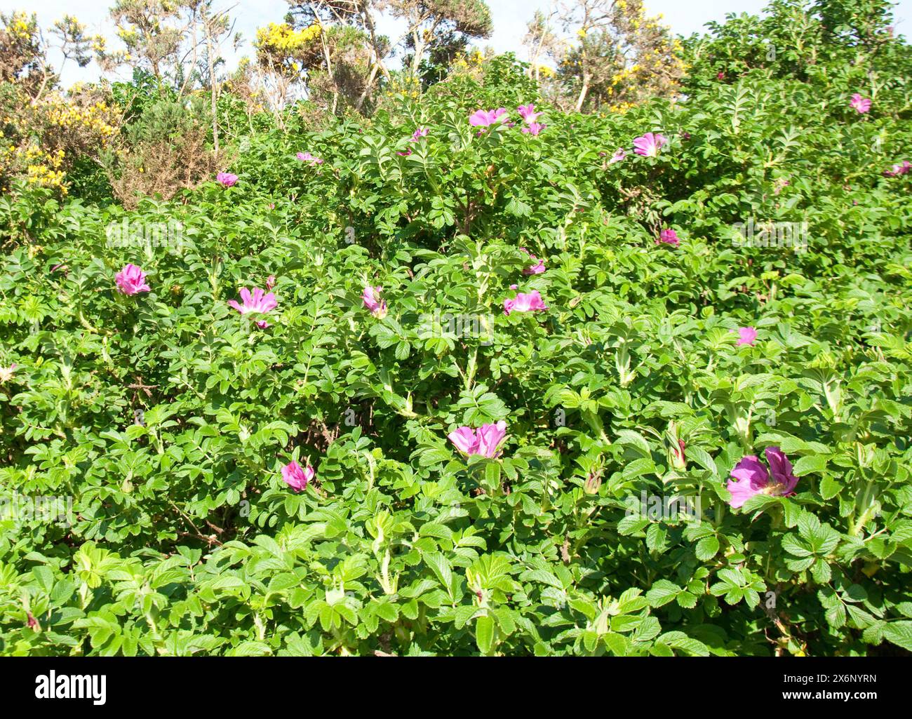 Wild roses, Brodick Gold Club, Brodick, île d'Arran, Écosse, ROYAUME-UNI Banque D'Images