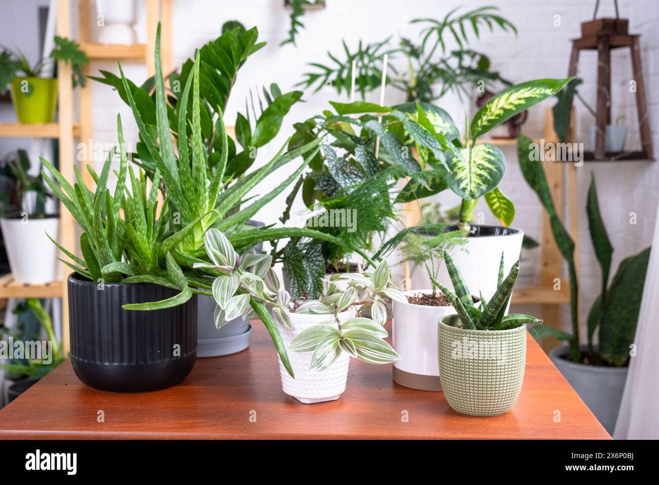 Groupe de plantes d'intérieur populaires sur la table à l'intérieur : Calathea, aloès, diffenbachia, sansevieria, ficus. Culture de plantes d'intérieur et soin de l'indoo Banque D'Images