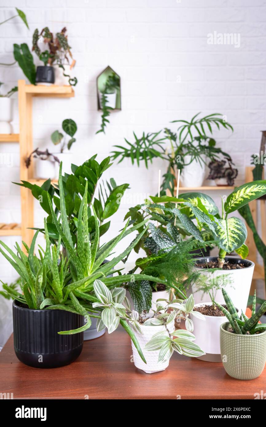 Groupe de plantes d'intérieur populaires sur la table à l'intérieur : Calathea, aloès, diffenbachia, sansevieria, ficus. Culture de plantes d'intérieur et soin de l'indoo Banque D'Images