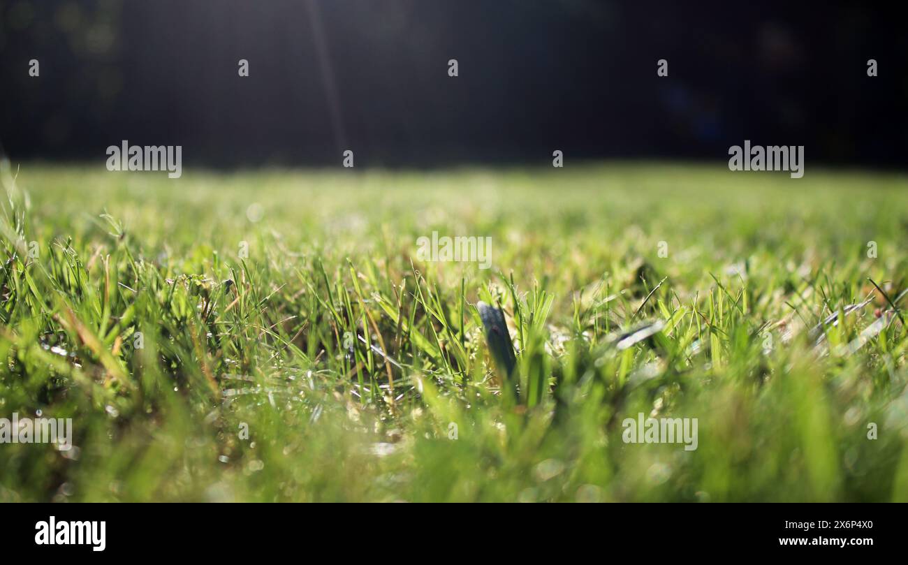 Gros plan sur la pelouse de prairie verte dans le jardin Banque D'Images