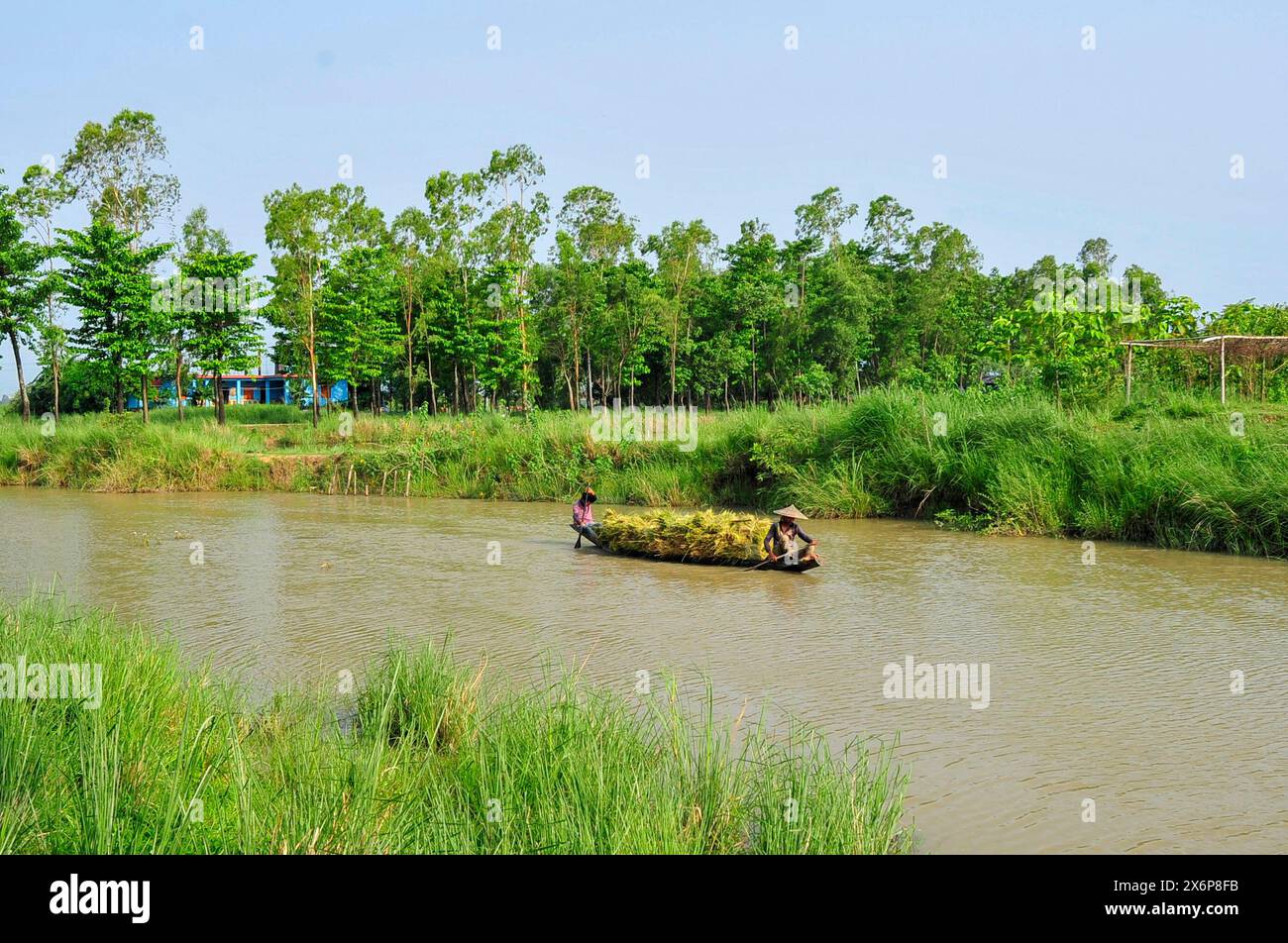 Les agriculteurs récoltant le paddy Boro partiellement submergés dans des terres inondées. Les pluies fréquentes à Sylhet et l'eau qui coule des collines de Meghalaya ont inondé les rizières de Kanaighat, Goainghat et Jaintapur upazilas bordant Sylhet. Sylhet, Bangladesh. Banque D'Images