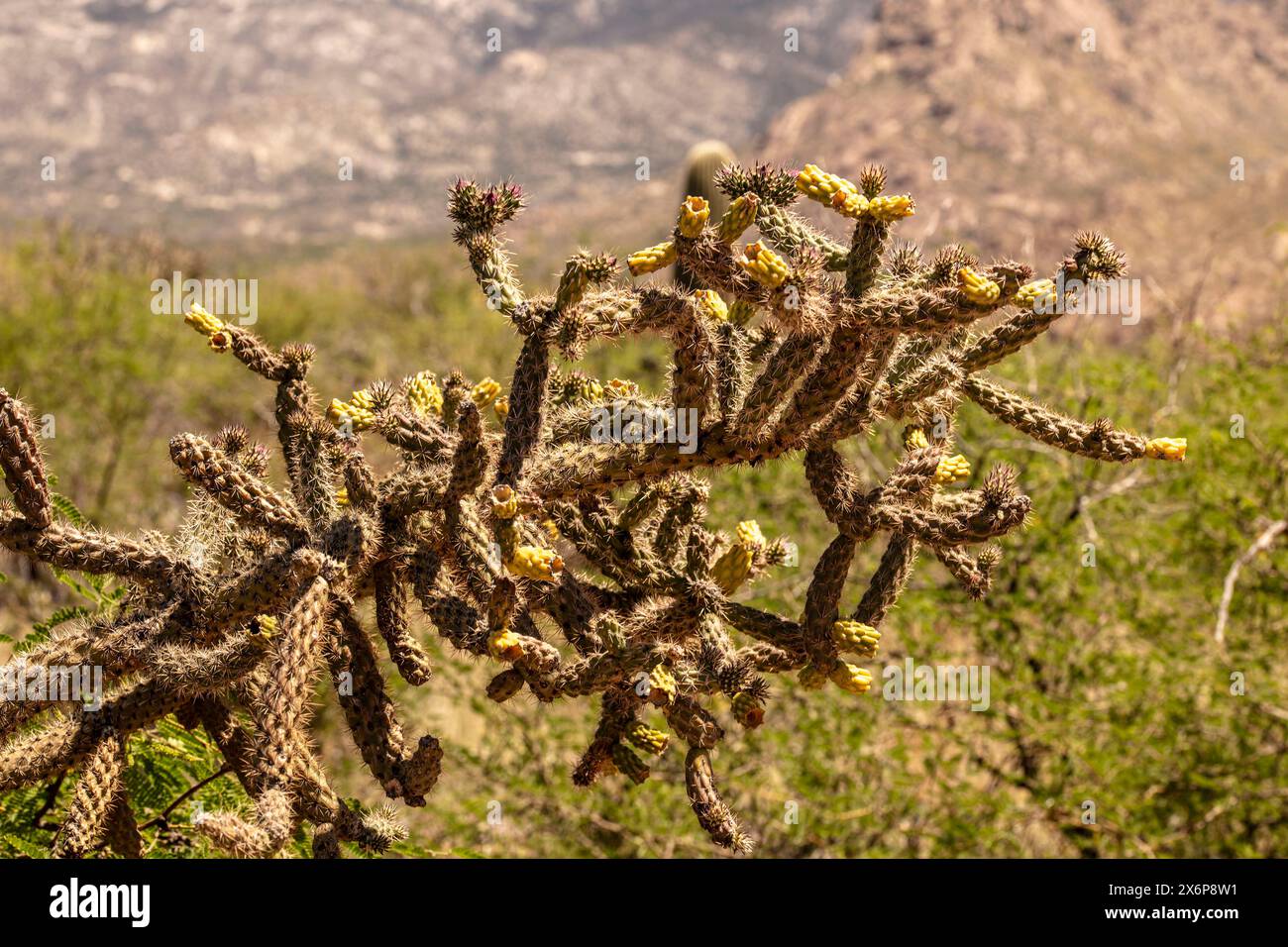 Portrait naturel de plante fleurie en gros plan du fruit à chaîne lisse Cholla Cylindropuntia fulgida) dans Catalina State Park, Oro Valley, Arizona, États-Unis. Ensoleillé Banque D'Images