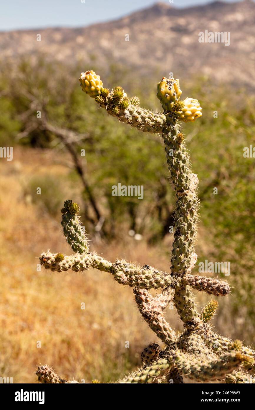 Portrait naturel de plante fleurie en gros plan du fruit à chaîne lisse Cholla Cylindropuntia fulgida) dans Catalina State Park, Oro Valley, Arizona, États-Unis. Ensoleillé Banque D'Images