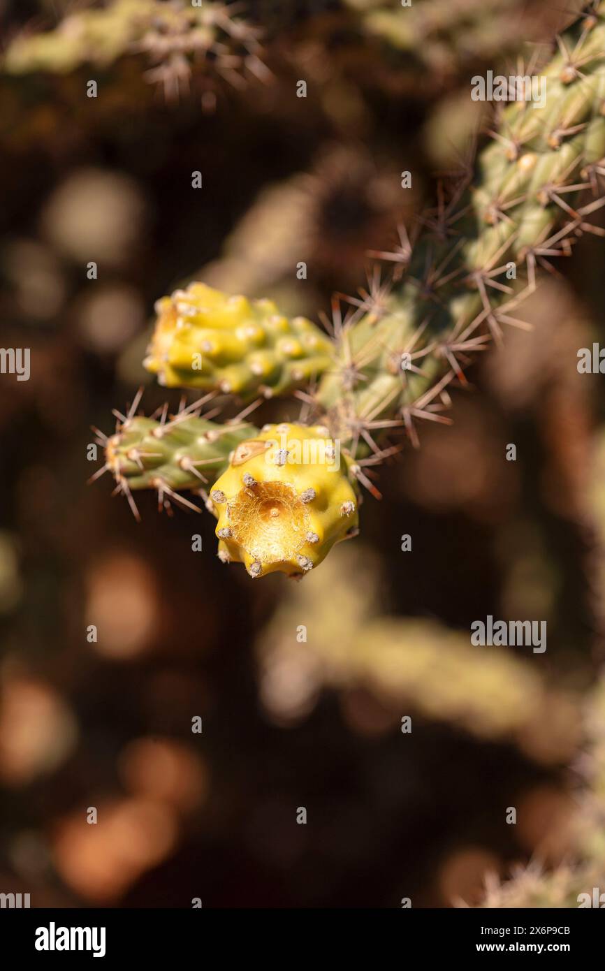 Portrait naturel de plante fleurie en gros plan du fruit à chaîne lisse Cholla Cylindropuntia fulgida) dans Catalina State Park, Oro Valley, Arizona, États-Unis. Ensoleillé Banque D'Images