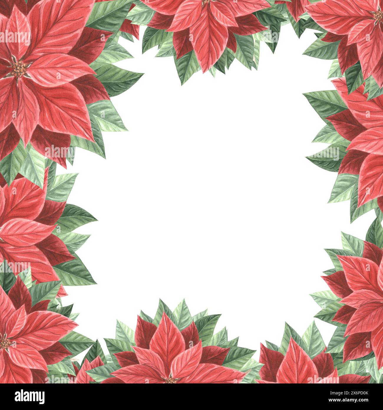 Poinsettia fleurit avec des feuilles. Cadre de Noël carré, vintage. Illustration d'aquarelle dessinée à la main plantes traditionnelles pour fond d'hiver. Isolé Banque D'Images