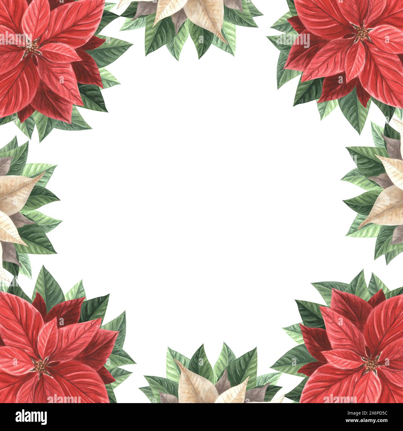 Poinsettia fleurit avec des feuilles. Cadre de Noël carré, vintage. Illustration d'aquarelle dessinée à la main plantes traditionnelles pour fond d'hiver. Isolé Banque D'Images