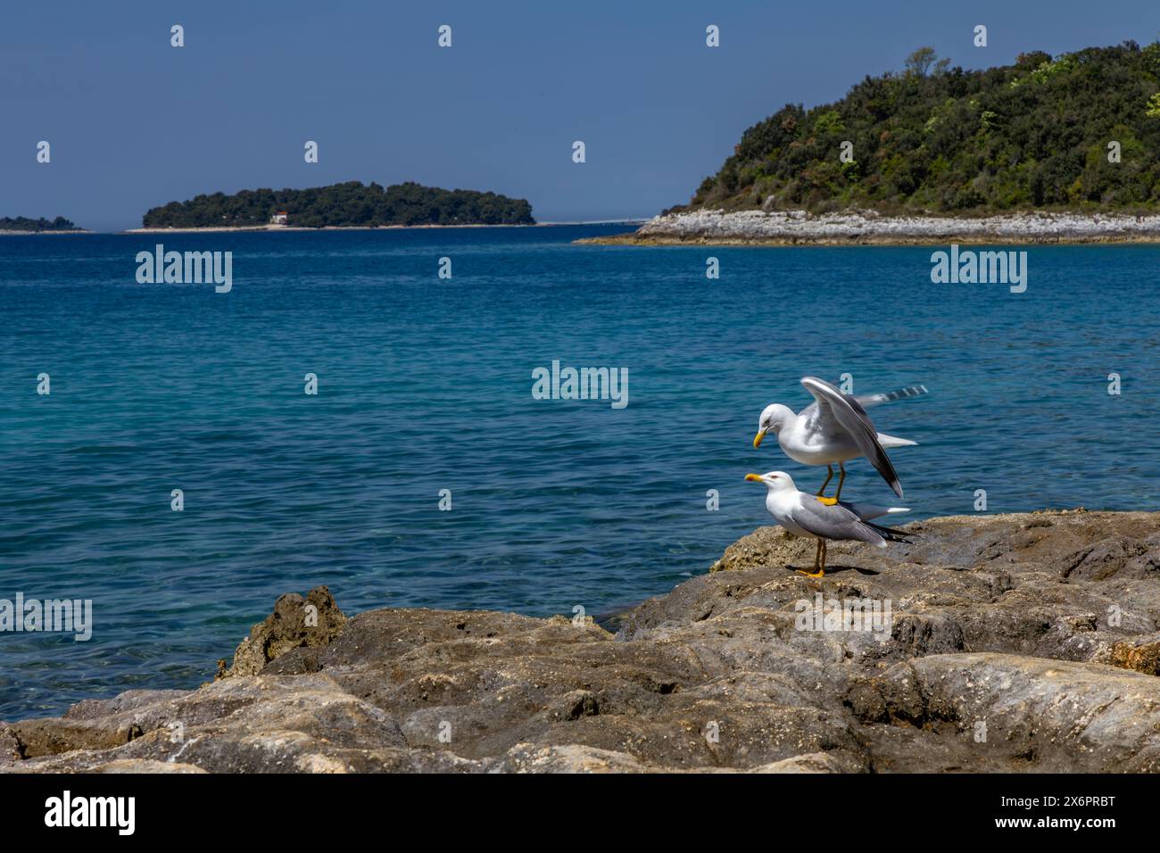 Deux mouettes assis sur les pierres au bord de la mer, saison de reproduction des oiseaux en Croatie sur la mer Adriatique Banque D'Images