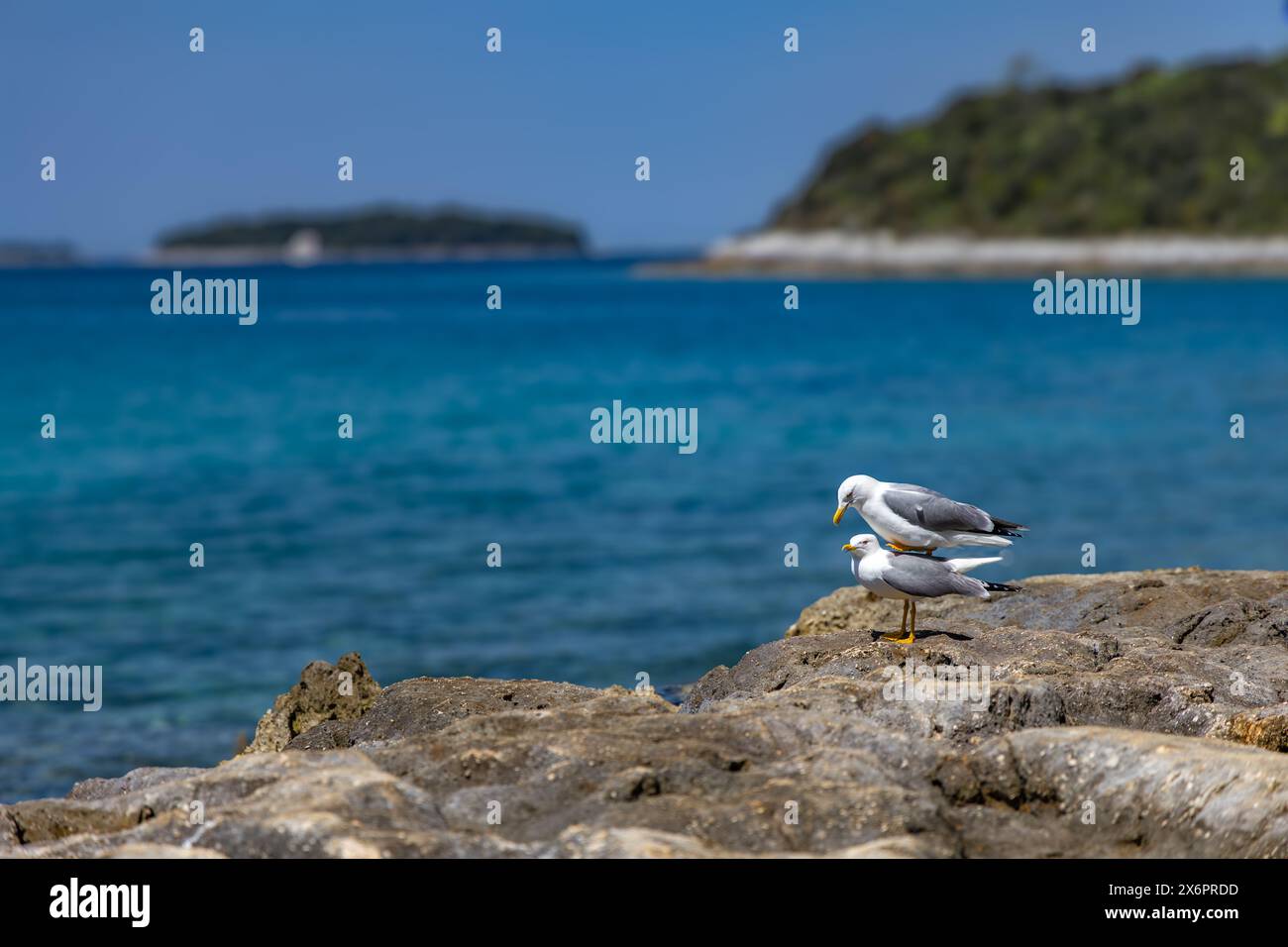 Deux mouettes assis sur les pierres au bord de la mer, saison de reproduction des oiseaux en Croatie sur la mer Adriatique Banque D'Images