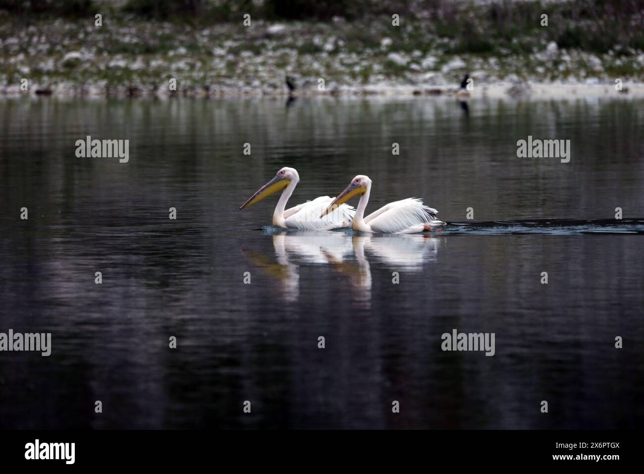 Grand pélican blanc au lac de Prespa en Grèce Banque D'Images