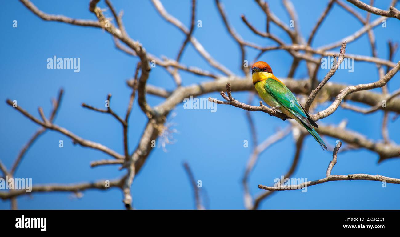 Mangeur d'abeilles à tête de châtaigne (Merops leschenaulti) perché dans le parc national de Yala. Banque D'Images