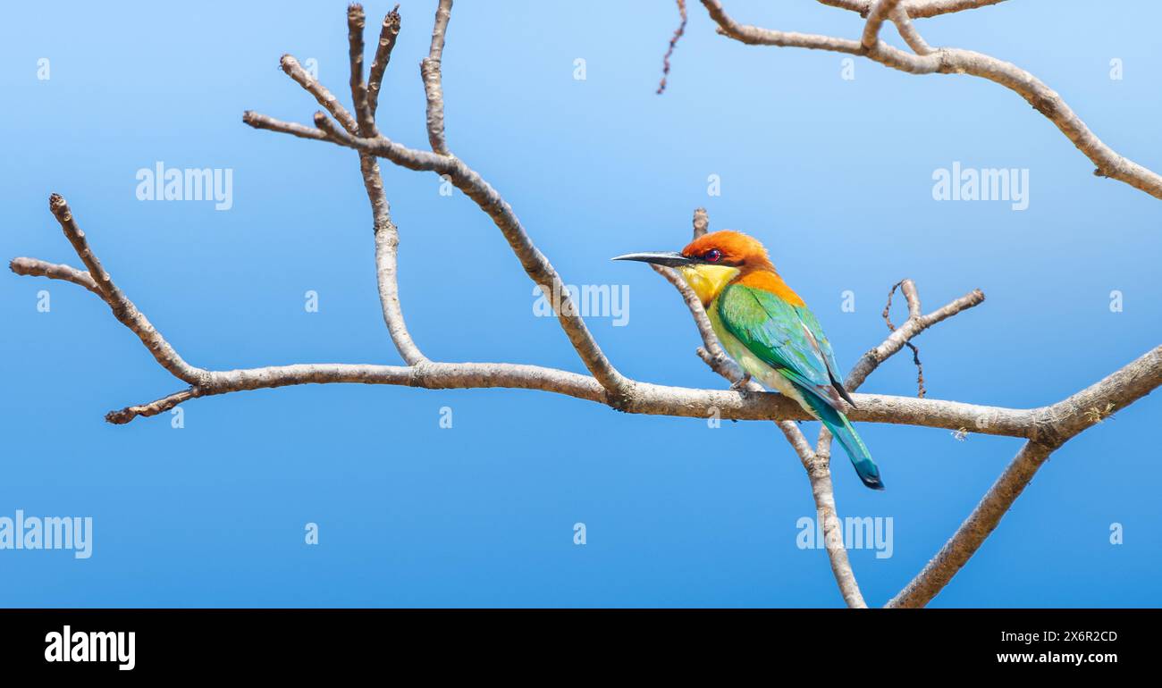 Magnifique oiseau mangeur d'abeilles à tête de châtaigne (Merops leschenaulti) perché isolé contre un ciel bleu clair au parc national de Yala Banque D'Images