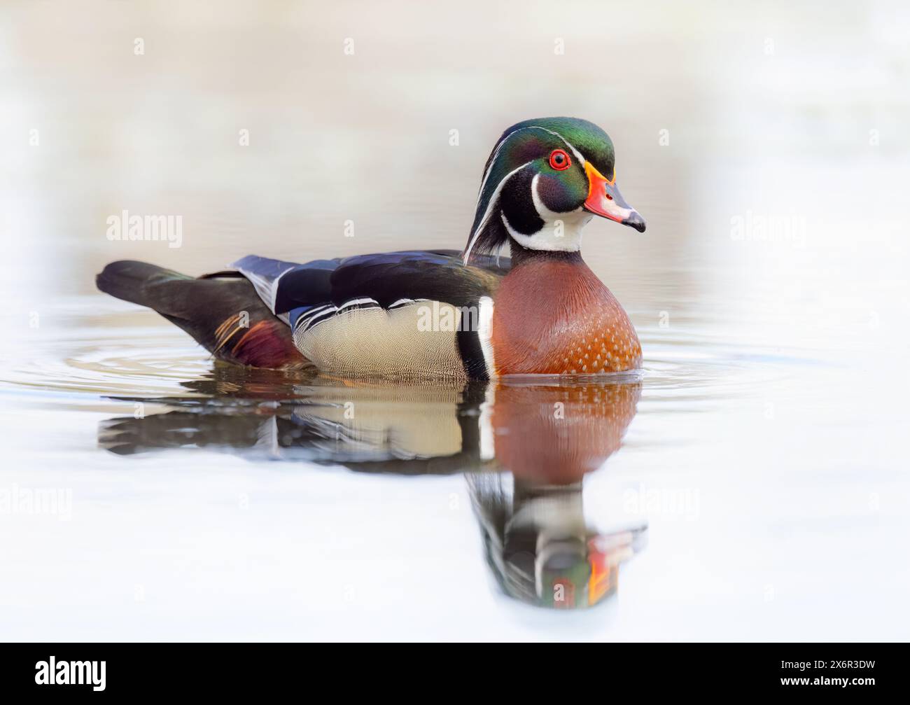 Gros plan d'un reflet mâle canard de bois nageant sur le lac Mud à Ottawa, Canada Banque D'Images