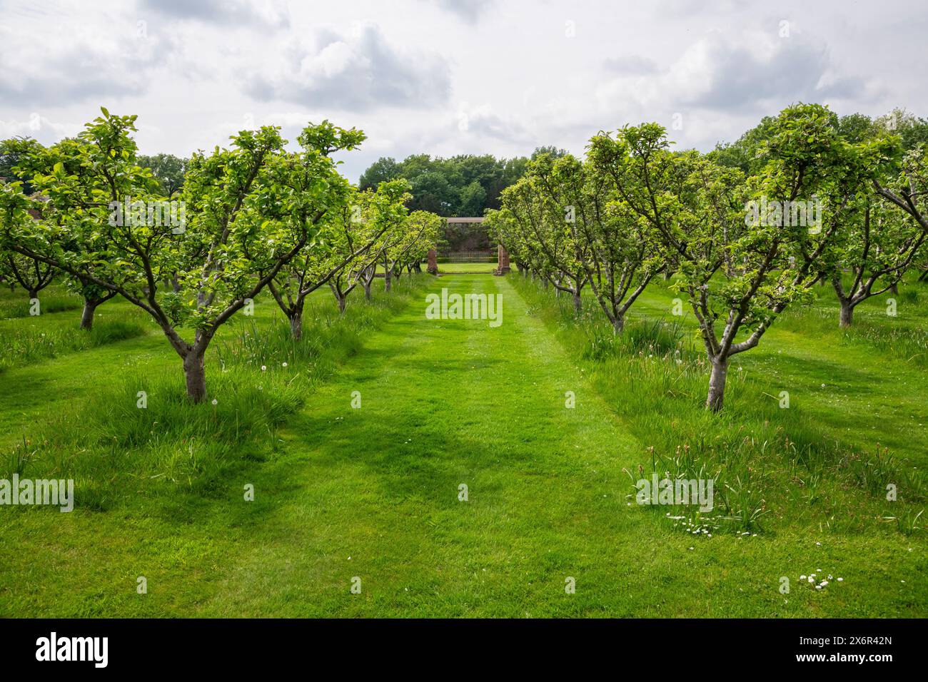 Vergers plantés en rangées avec des chemins d'herbe fauchée entre. Banque D'Images