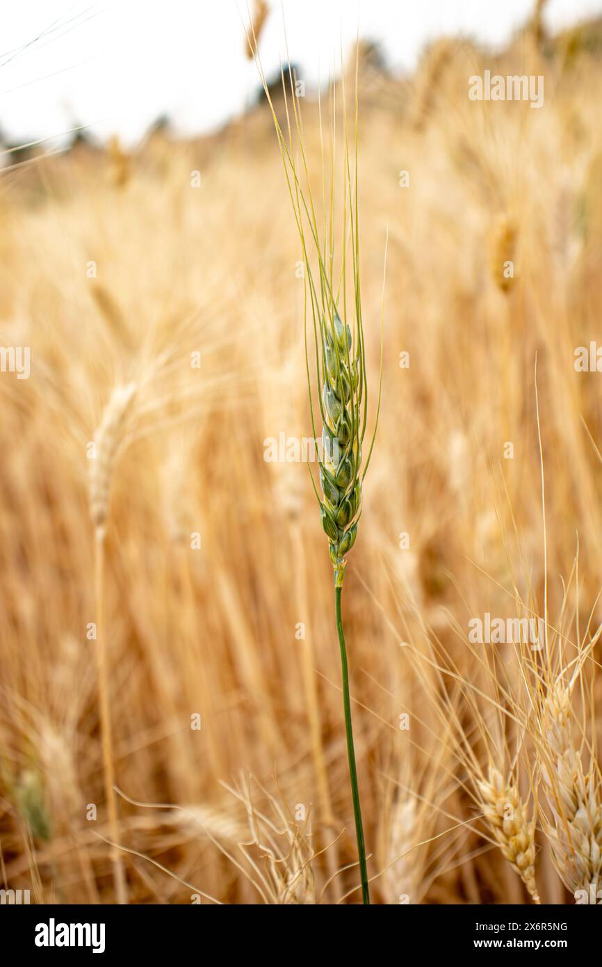 Portrait pour une épi de blé de couleur verte presque prêt pour la récolte Banque D'Images