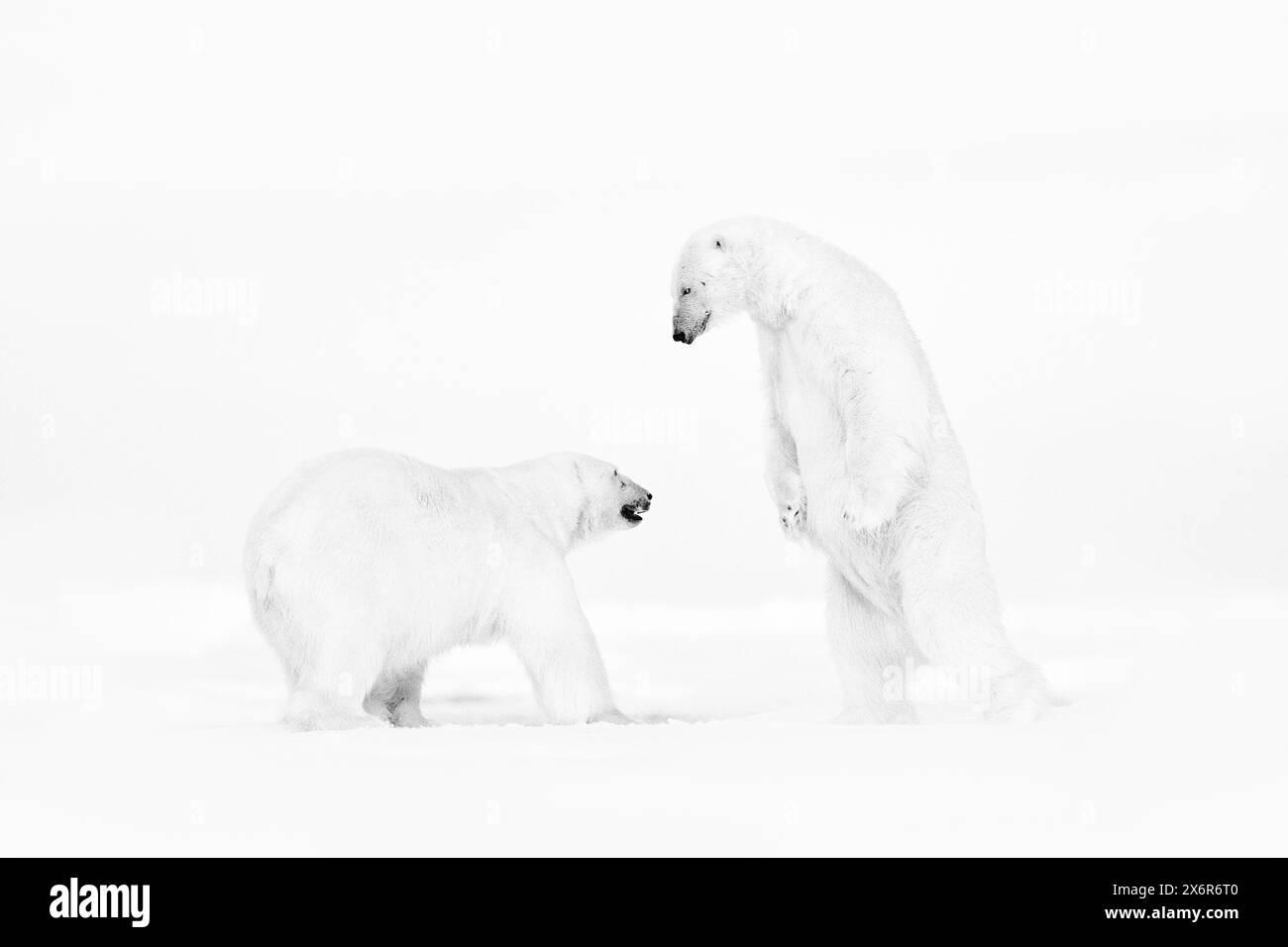Art Wildllife. Photo d'art en noir et blanc de deux ours polaires combattant sur la glace dérivante dans le Svalbard arctique. Combat d'animaux dans la neige blanche. Banque D'Images
