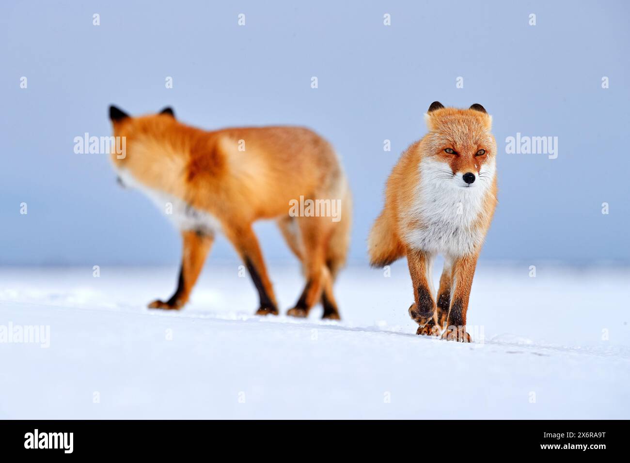 Renard roux dans la neige blanche. Hiver froid avec renard à fourrure orange, Japon. Beau manteau orange animal dans la nature. Portrait détaillé en gros plan de beau mammifère. Banque D'Images