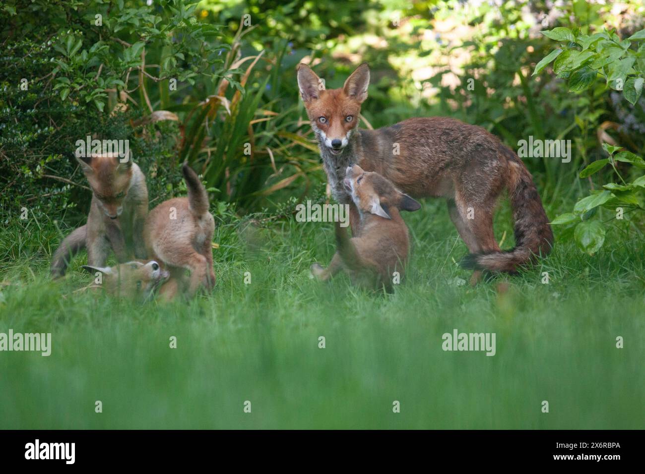 Météo britannique, 15 mai 2024 : dans un jardin londonien, une famille de renards profite d'un temps doux et ensoleillé entre les vagues de pluie. Ici, le chien renard monte la garde pendant que quatre de ses cinq oursons jouent. Crédit : Anna Watson/Alamy Live News Banque D'Images