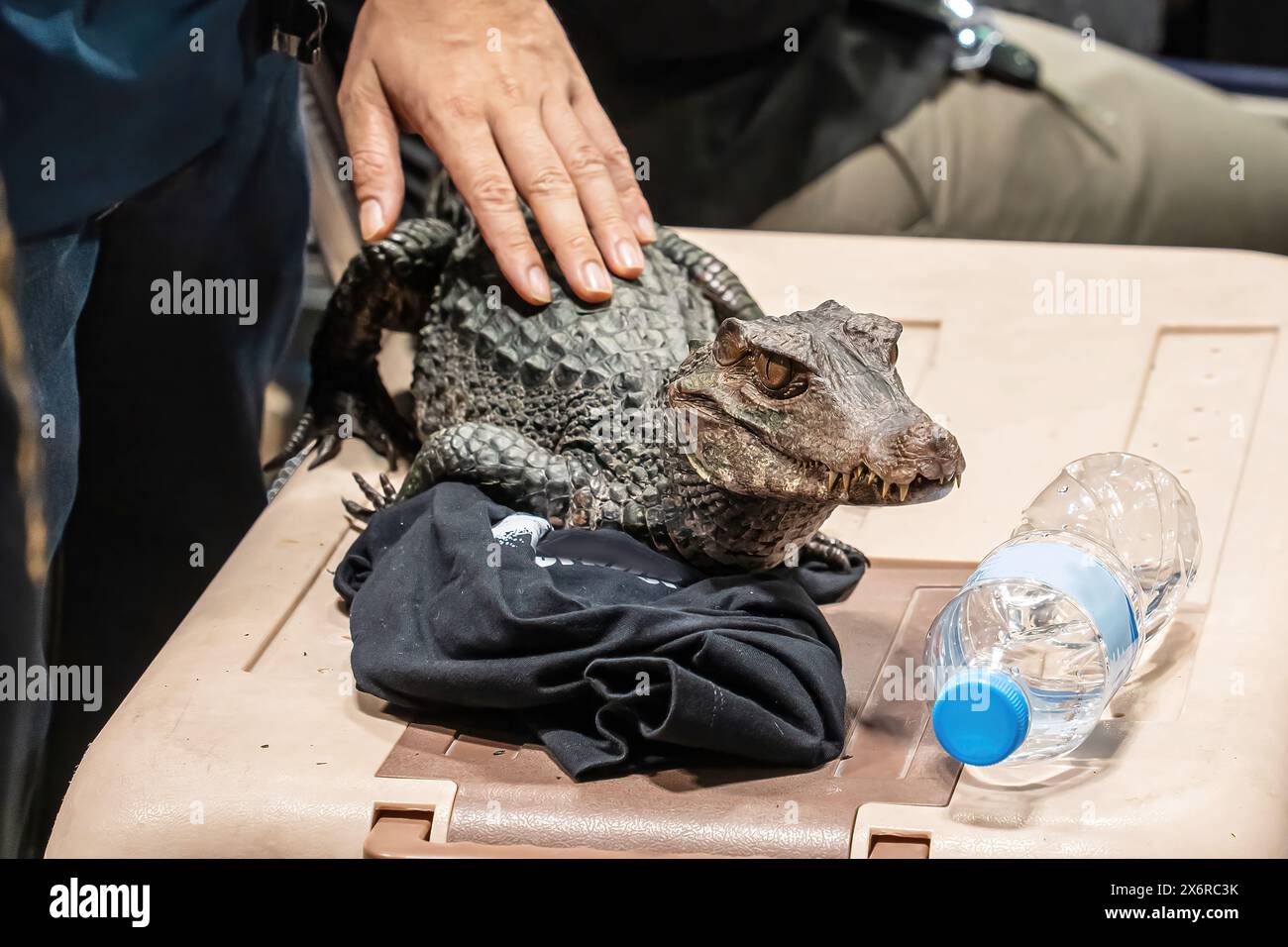 Le crocodile nain est le plus petit type de crocodile au monde. Banque D'Images