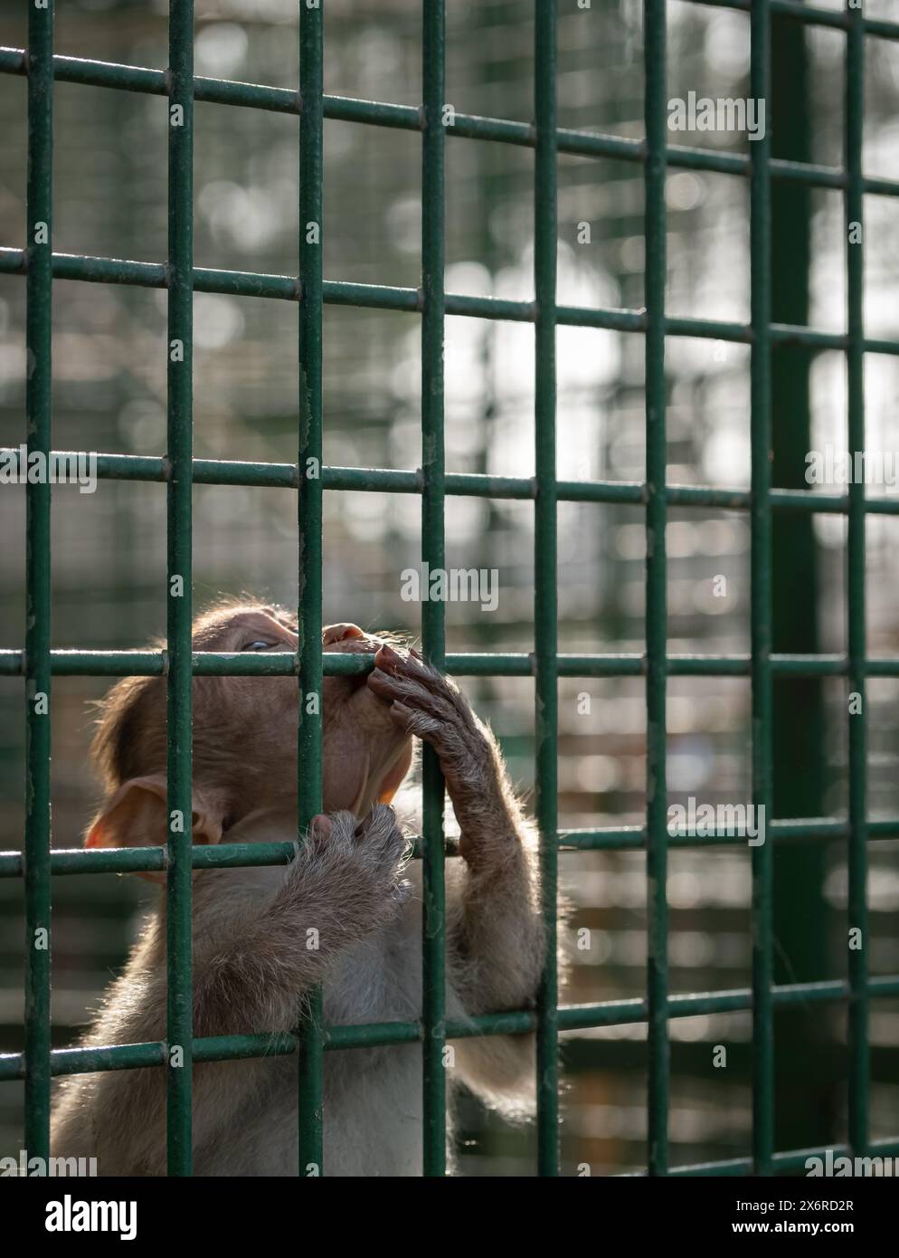 Portrait d'un bébé singe dans une cage de zoo. Gros plan. Singe triste dans une cage. Un petit singe jeta un coup d'œil hors de la cage. Animaux en captivité concept. Banque D'Images