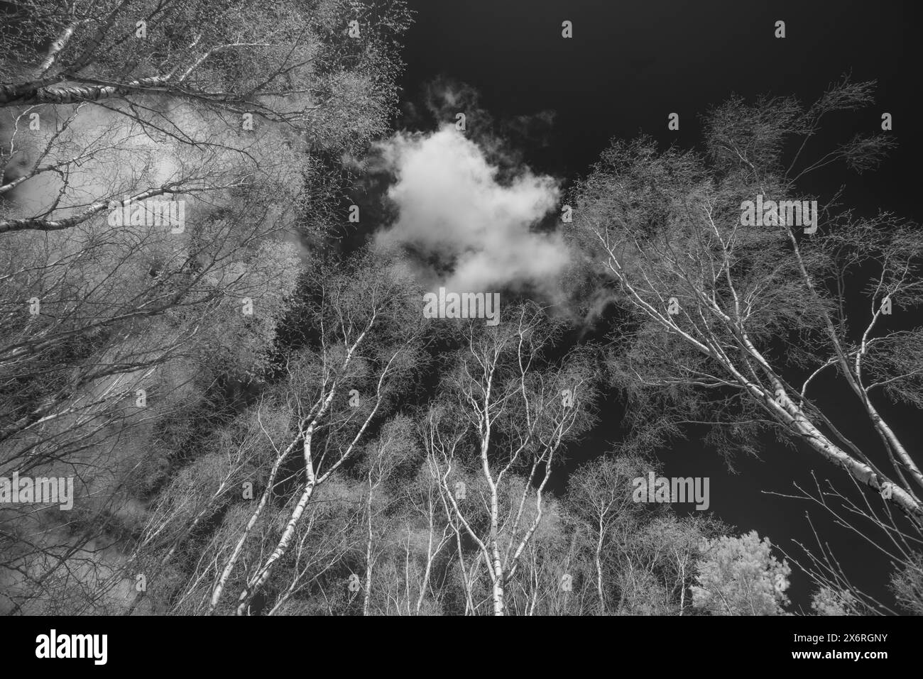 Les bouleaux argentés sans feuilles Betula pendula contrastant avec un ciel sombre avec quelques nuages moelleux Altocumulus regardant vers le haut Banque D'Images