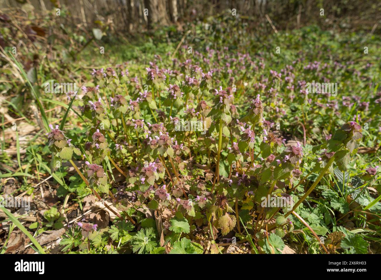 Ortie morte violette dans la famille de la menthe en floraison printanière sur le sol boisé d'une forêt de bouleaux, comestible avec une forte saveur poivrée Banque D'Images