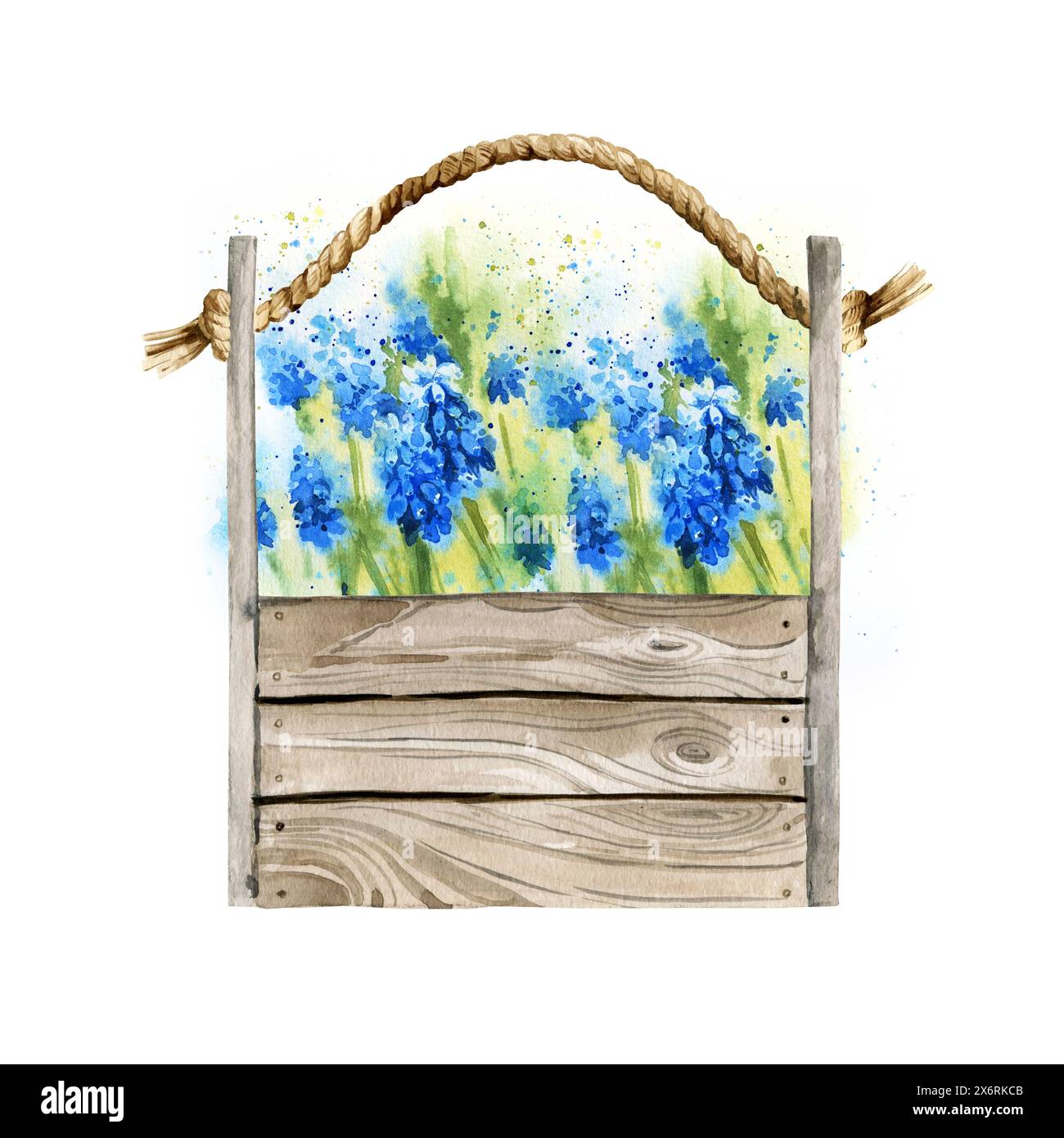 Aquarelle jacinthes de fleur bleu-violet dans une boîte en bois, illustration du style provençal, croquis dessiné à la main de fleurs de printemps bleues, tige et feuilles isol Banque D'Images