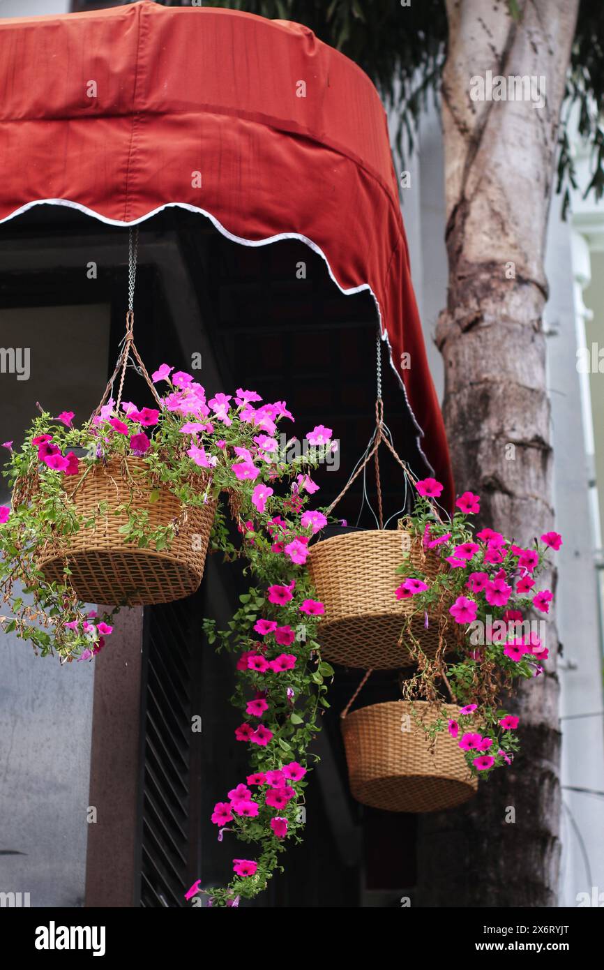 belles fleurs dans des pots suspendus pour la décoration de la maison Banque D'Images