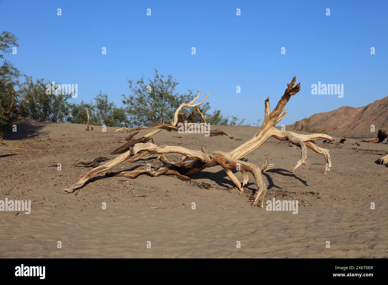 De longues branches tordues d'arbres Mesquite tombés, transformées en bois flotté, dans les dunes de sable plates de Mesquite, dans le parc national de la vallée de la mort, en Californie Banque D'Images