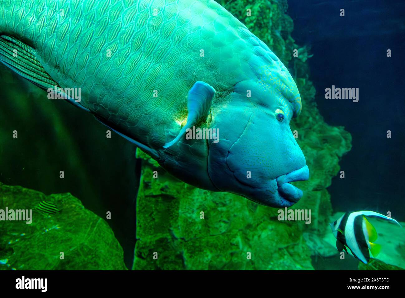 Le poisson Napoléon (Cheilinus undulatus) nage dans l'aquarium de Livourne, en Toscane, en Italie. Banque D'Images
