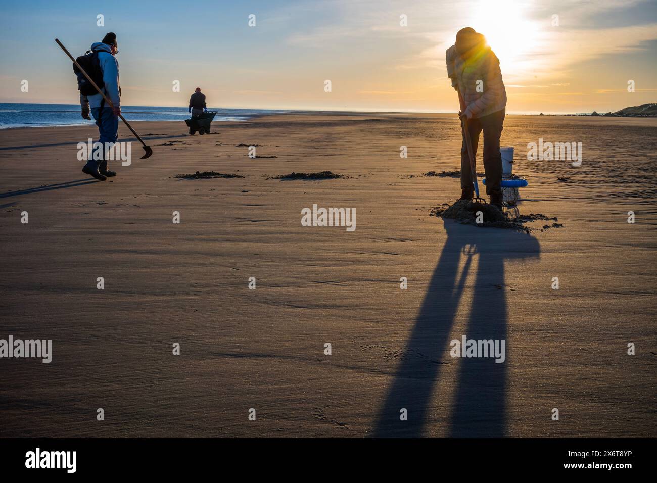 Le moment idéal pour creuser des palourdes est au lever du soleil et à marée basse. le sable de la plage est lisse donc les trous d'air des palourdes apparaissent. ensuite, il est creuser et obtenir la palourde. Banque D'Images