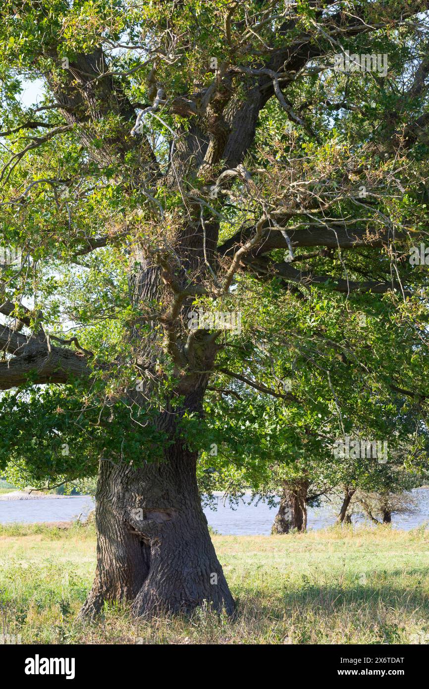 Stiel-Eiche, Eichen, Stieleiche, Eiche, Alte Eiche in der Elbtalaue, Quercus robur, Quercus pedunculata, chêne anglais, chêne pédonculé, le Chêne pédonc Banque D'Images