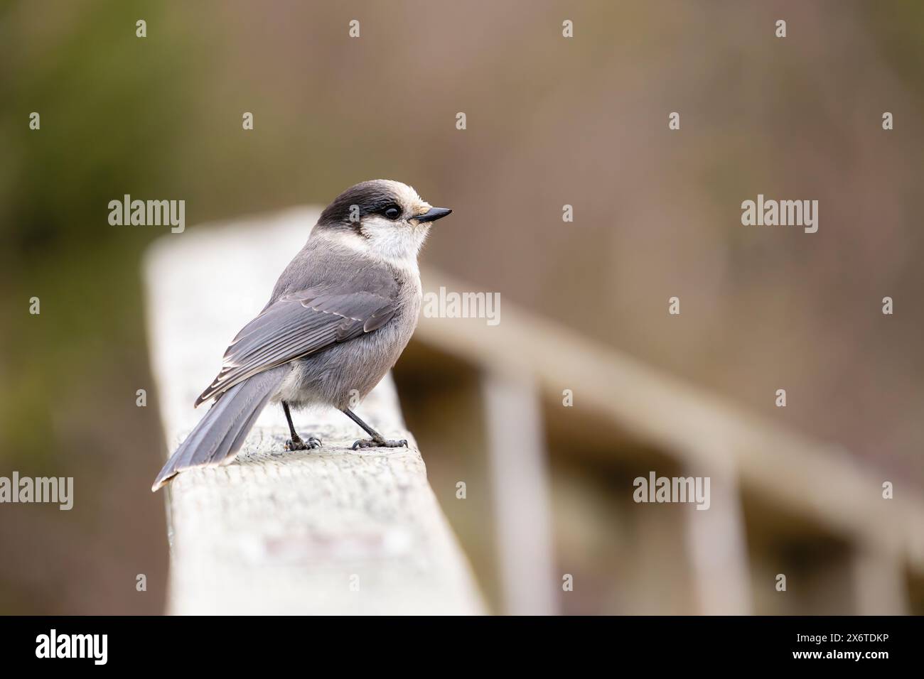 Canada Jay perché sur une balustrade dans le centre-sud de l'Alaska. Banque D'Images