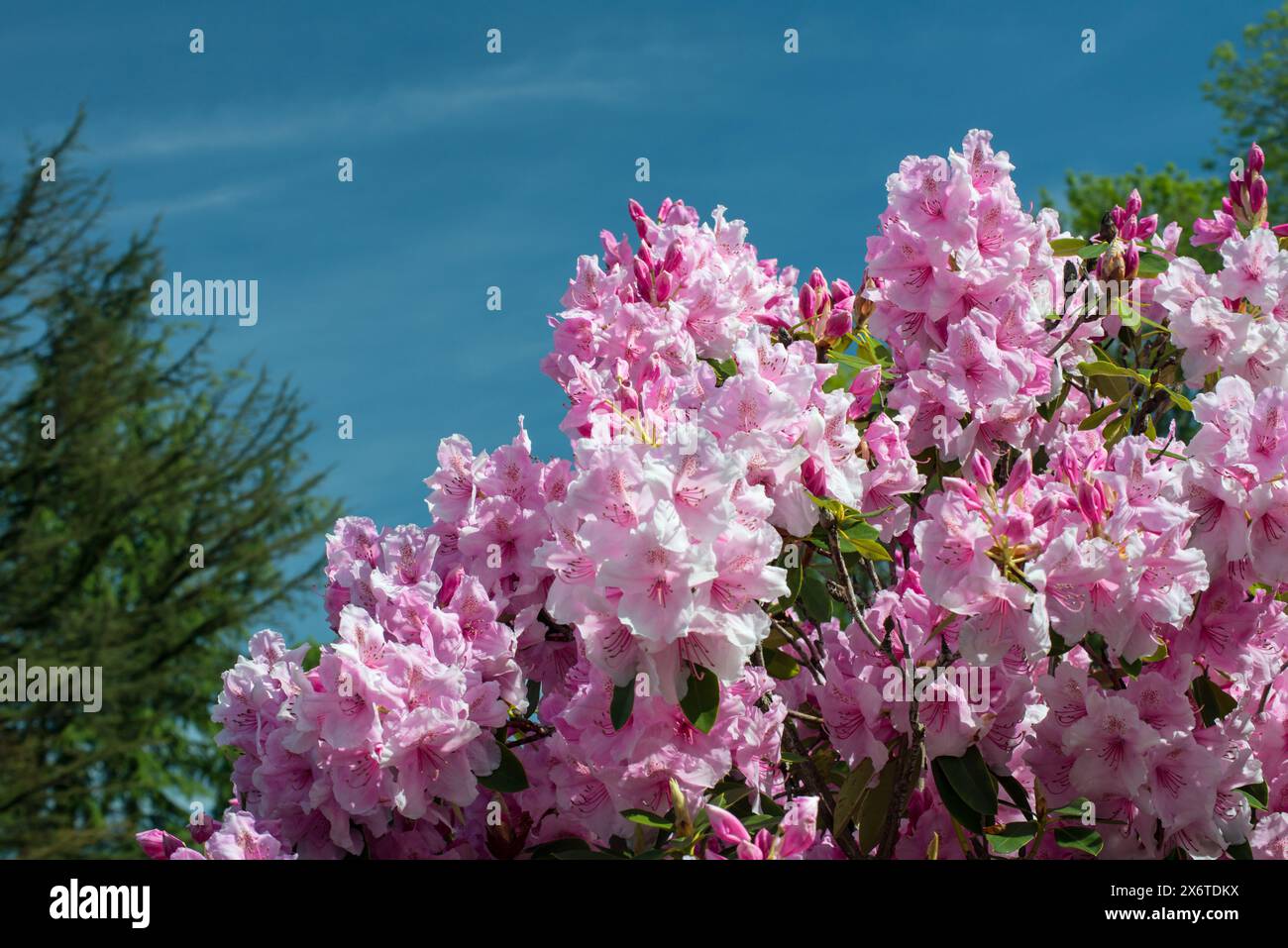 Un rhododendron rose en pleine floraison contre un ciel bleu Banque D'Images