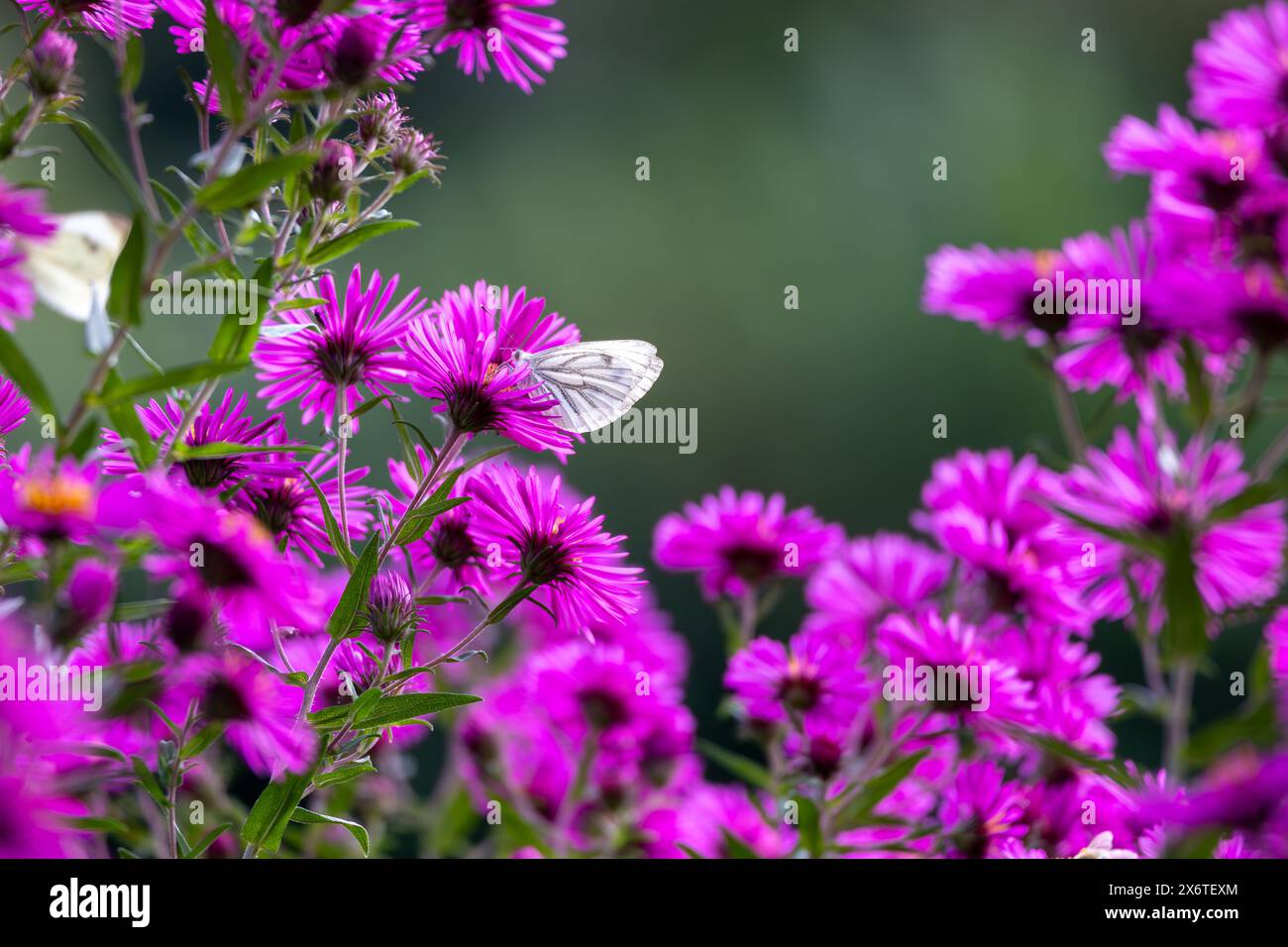 Un papillon de chou, Pieris rapae, visite une fleur violette d'Arlington dans le Sauerland Banque D'Images