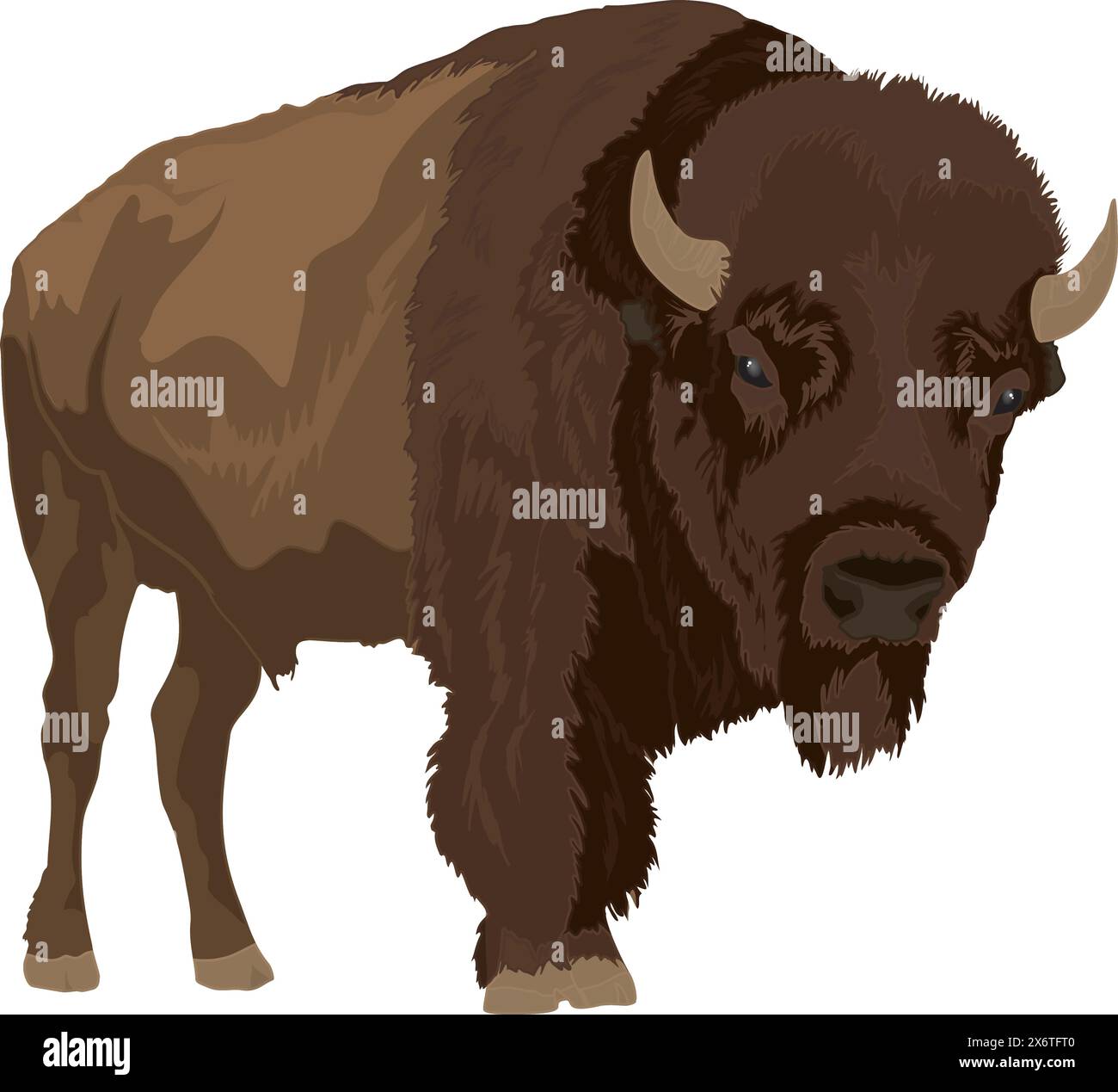 Bison (buffle américain) Illustration de Vecteur