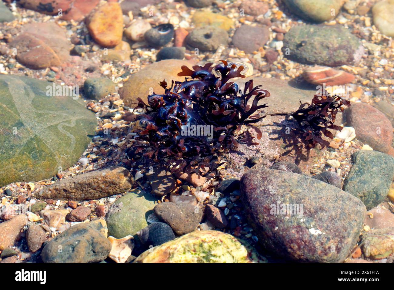 Gros plan d'une touffe d'algues poussant dans un rocher peu profond sur la plage perçant à travers la surface de l'eau dans le soleil. Banque D'Images