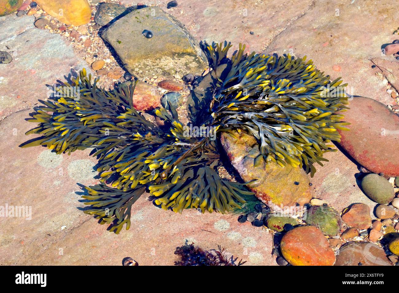 Gros plan d'algues poussant dans un rocher peu profond sur la plage perçant à travers la surface de l'eau dans le soleil. Banque D'Images