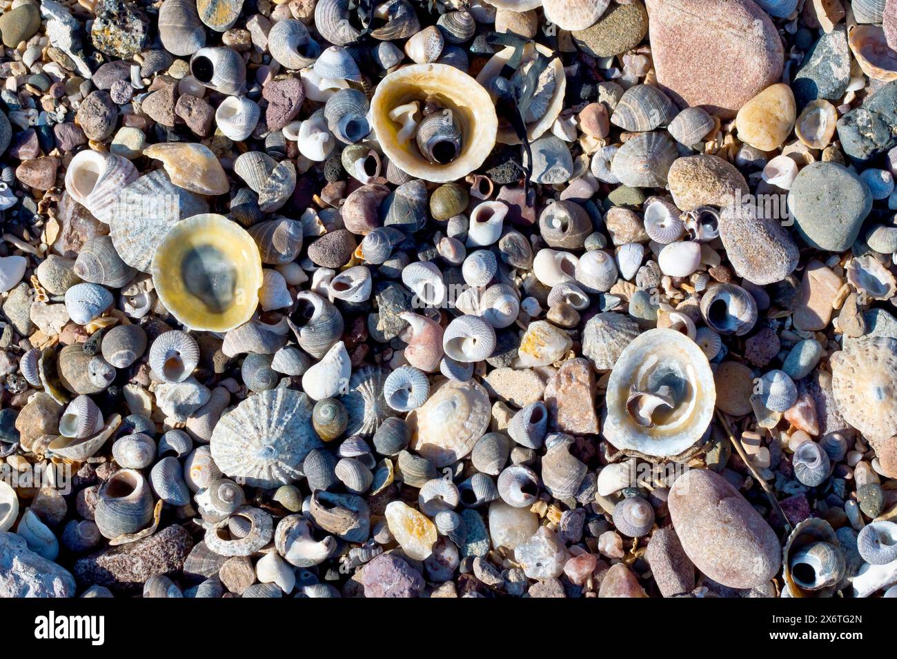 Gros plan d'une collection de différents coquillages échoués sur une plage de galets, y compris des coquillages de limpet, de bumard et de bouton. Banque D'Images