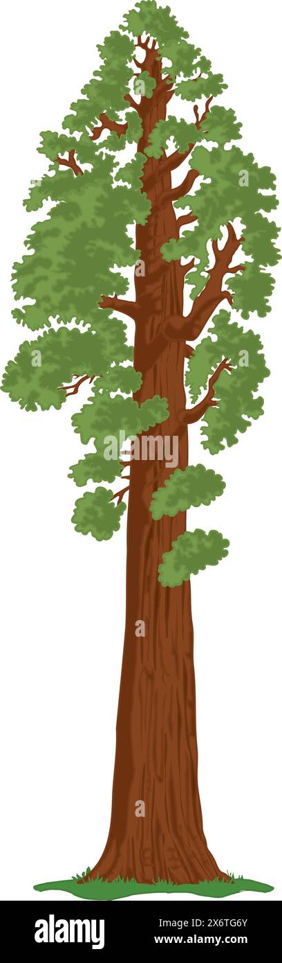 Arbre Séquoia géant Illustration de Vecteur