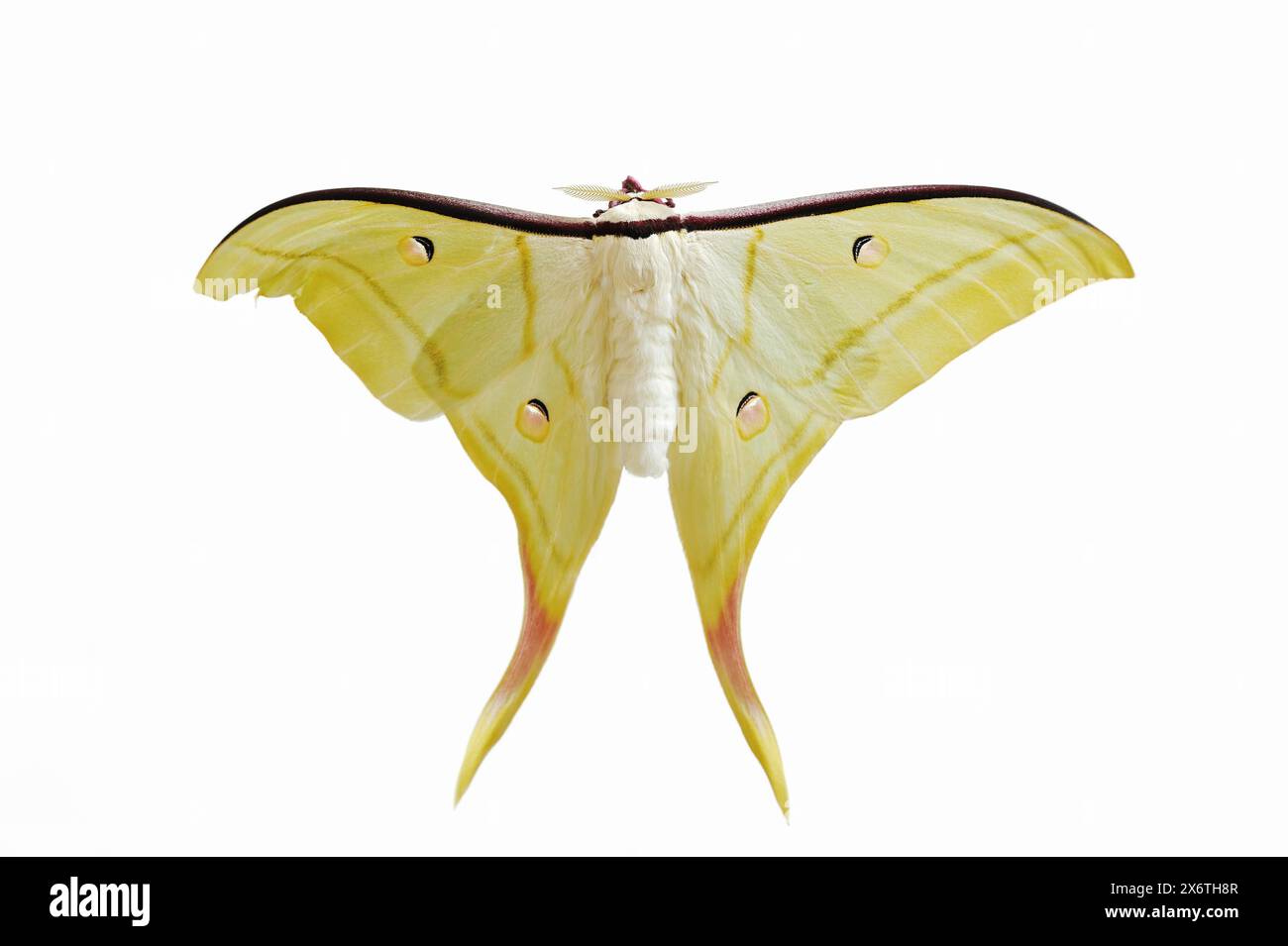 Teigne de la luna indienne (Actias selene), mâle sur fond blanc, captive, occurrence en Asie Banque D'Images