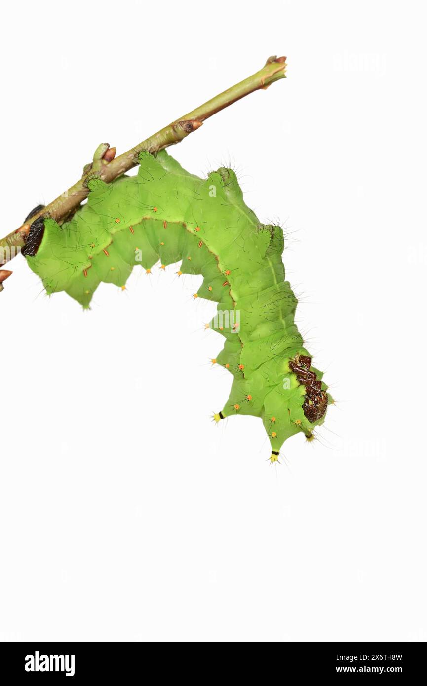 Indien luna Moth (Actias selene), chenille sur fond blanc, captive, occurrence en Asie Banque D'Images