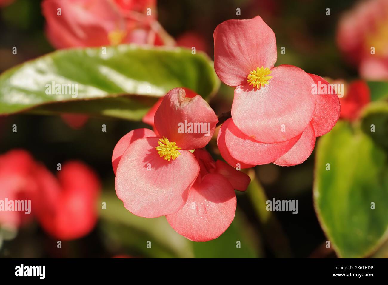 Dragon Wing begonias (Begonia), fleurs, plante ornementale, Rhénanie du Nord-Westphalie, Allemagne Banque D'Images