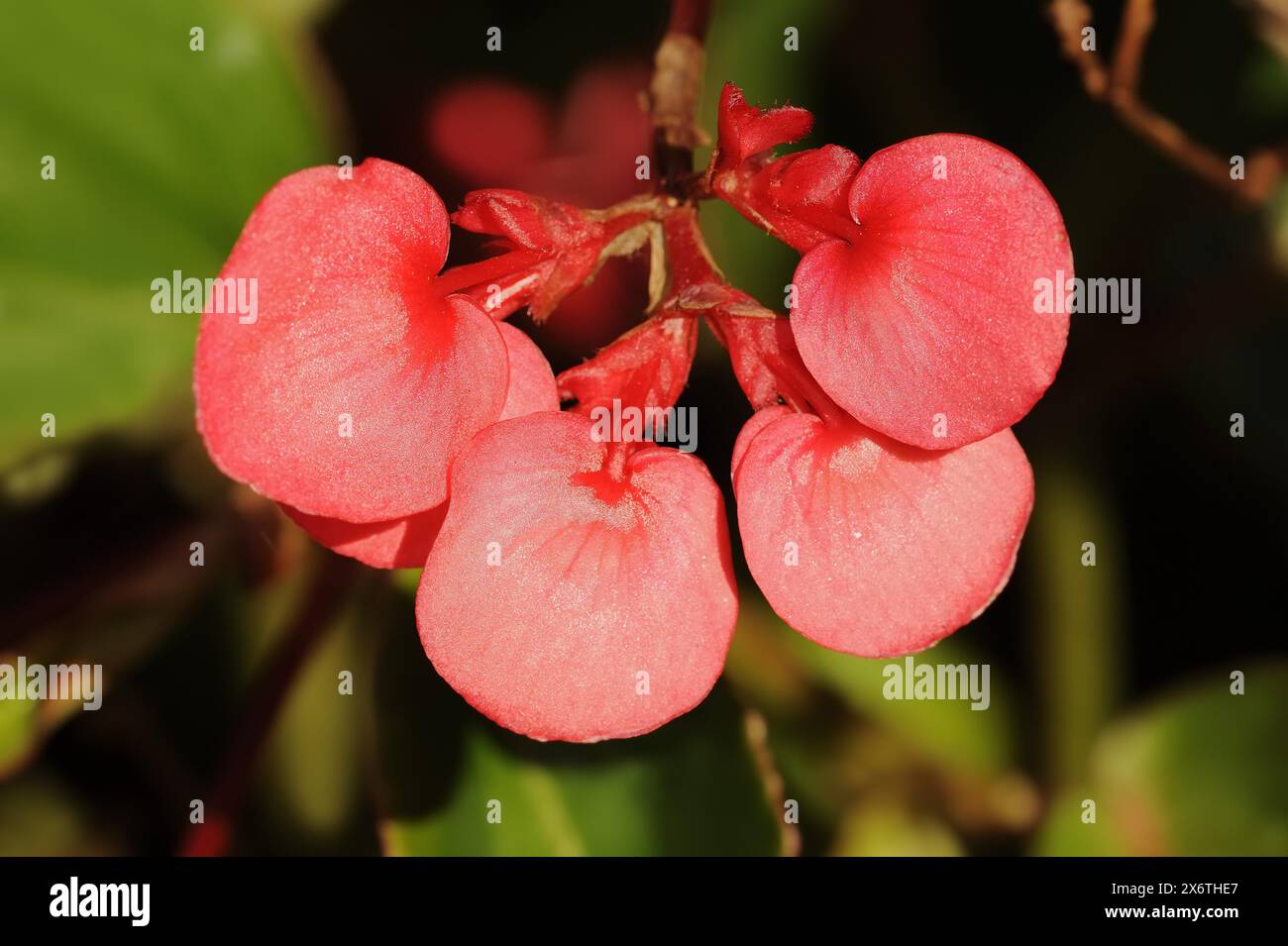Dragon Wing begonias (Begonia), fleurs, plante ornementale, Rhénanie du Nord-Westphalie, Allemagne Banque D'Images