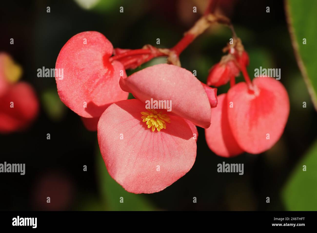 Dragon Wing begonias (Begonia), fleurs, plante ornementale, Rhénanie du Nord-Westphalie, Allemagne Banque D'Images