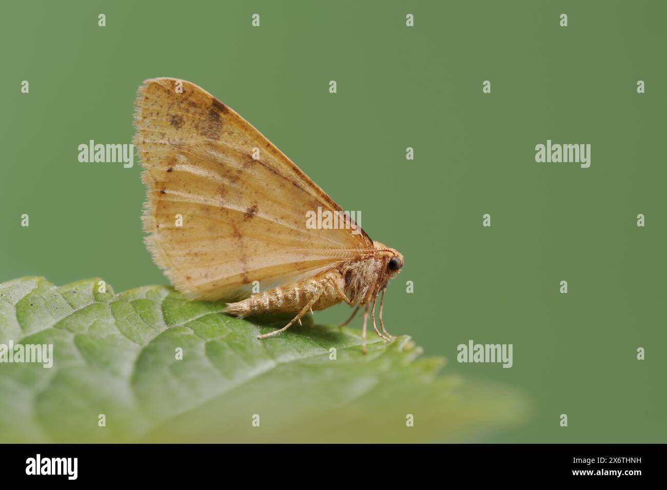 Rare ombre (Agriopis aurantiaria), mâle, Rhénanie du Nord-Westphalie, Allemagne Banque D'Images