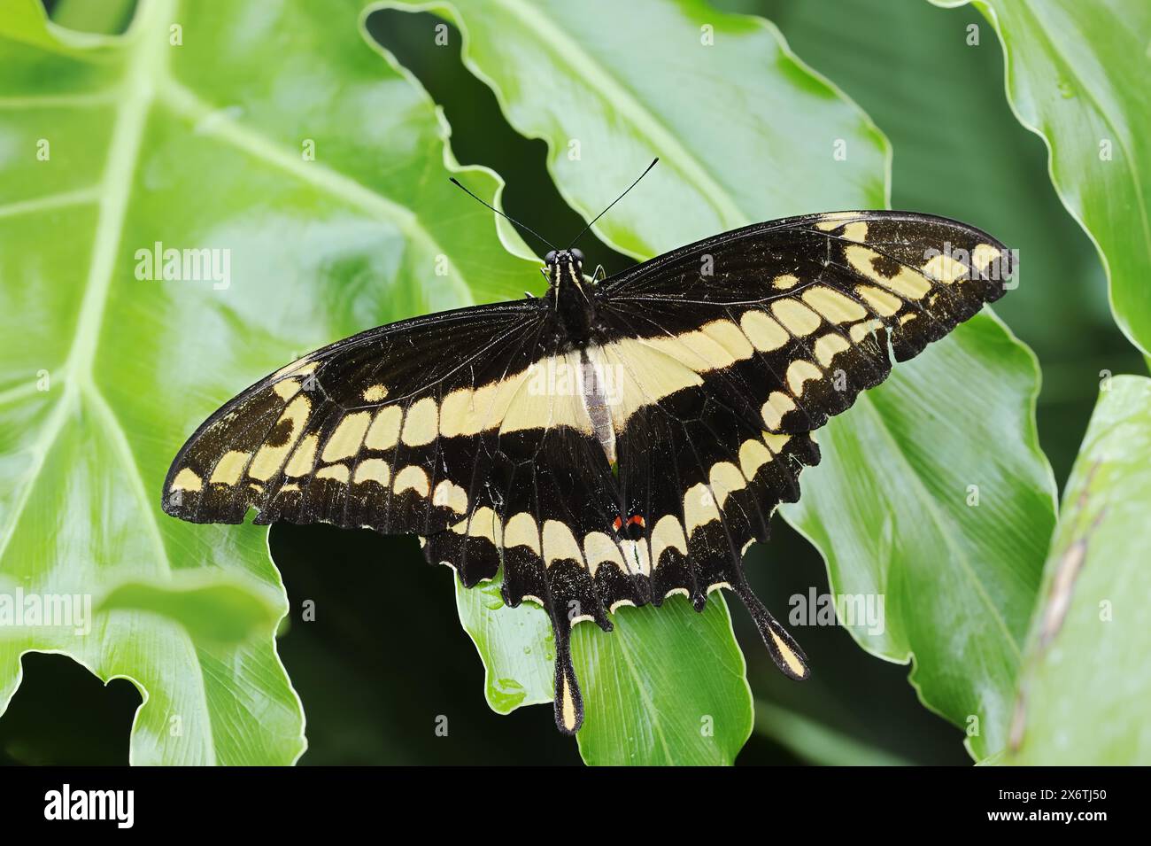 Queue-de-mouton (Papilio thoas), captive, présente en Amérique centrale et du Sud Banque D'Images