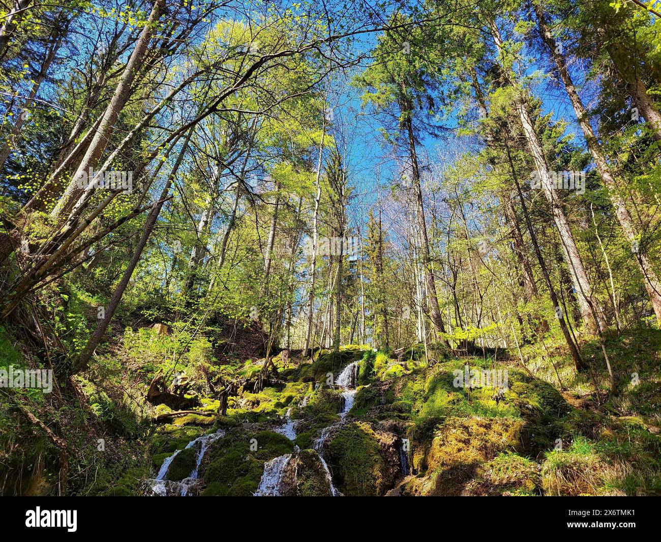 Une scène forestière animée avec une petite cascade coulant sur des rochers couverts de mousse. De grands arbres au feuillage vert atteignent le ciel bleu clair et Banque D'Images