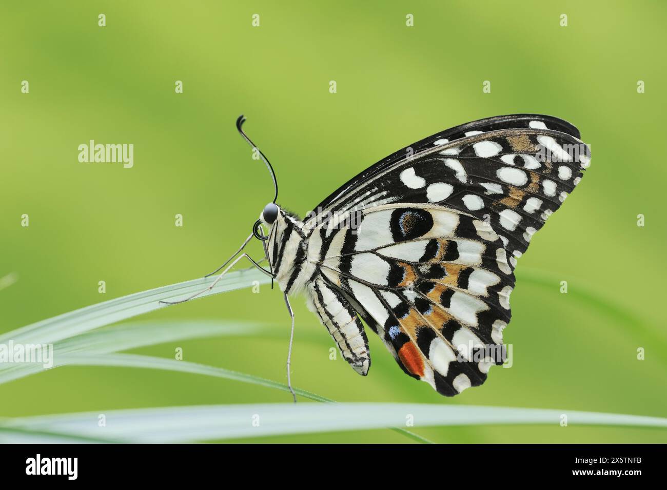 Citrus Swallowtail ou Chequered Swallowtail (Papilio demoleus), captive, présence en Asie du Sud-est Banque D'Images