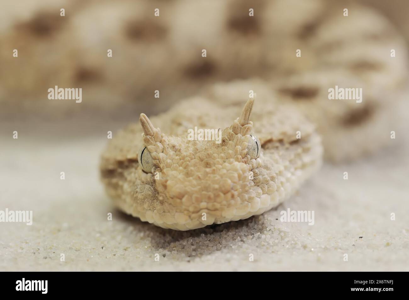 Vipère à cornes sahariennes (Cerastes cerastes), captive, présente en Afrique Banque D'Images